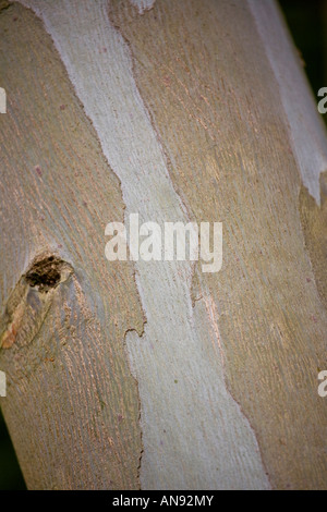 Dettaglio colpo di eucalipto di corteccia di albero Foto Stock