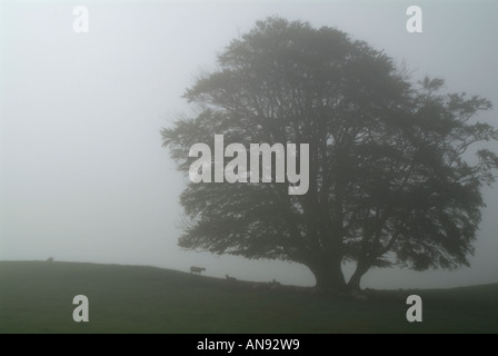 Foschia mattutina circonda brow di collina con stagliano ovini e albero di Dumfries e Galloway Scozia U K 07 09 2005 Foto Stock
