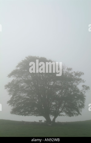Foschia mattutina circonda brow di collina con stagliano ovini e albero di Dumfries e Galloway Scozia U K 07 09 2005 Foto Stock