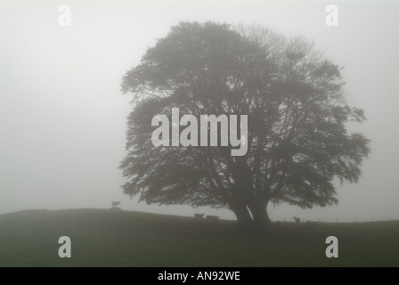 Foschia mattutina circonda brow di collina con stagliano ovini e albero di Dumfries e Galloway Scozia U K 07 09 2005 Foto Stock