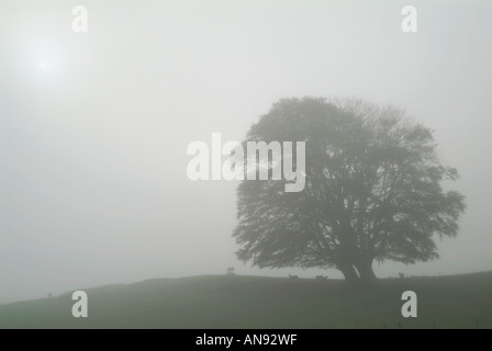 Foschia mattutina circonda brow di collina con stagliano ovini e albero di Dumfries e Galloway Scozia U K 07 09 2005 Foto Stock