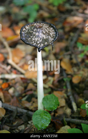 Gazza Inkcap fungo, Coprinopsis picacea, Psathyrellaceae. Precedentemente chiamato Coprinus picaceus, Coprinaceae. Foto Stock