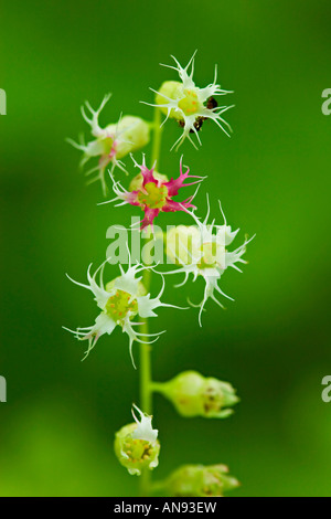 Flower close up macro Foto Stock