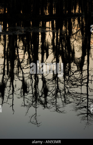 Cipresso calvo alberi Taxodium distichum riflessioni in Louisiana Swamp con muschio Spagnolo Louisiana USA Foto Stock