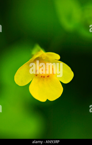 Alto vicino del fiore Foto Stock