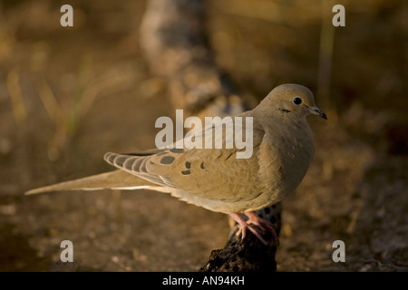 Lutto Colomba (Zenaida macroura) arroccato - deserto Sonoran - Arizona Foto Stock