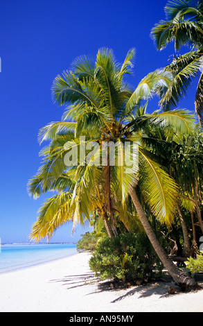 Una spiaggia da cartolina nella remota atollo di Aitutaki Cook Islands palme spiaggia fiancheggiata. Foto Stock