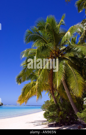 Una spiaggia da cartolina nella remota atollo di Aitutaki Cook Islands palme spiaggia fiancheggiata. Foto Stock