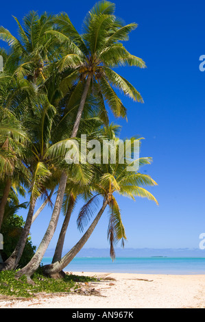 Una spiaggia da cartolina nella remota atollo di Aitutaki Cook Islands palme spiaggia fiancheggiata. Foto Stock