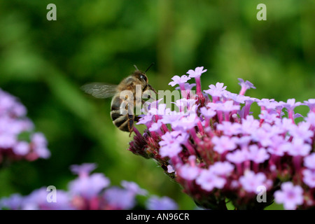 APIS MELLIFERA HONEY BEE SU VERBENA BONARIENSIS Foto Stock