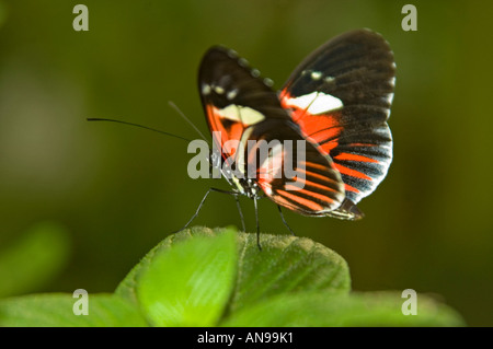 Orizzontale fino in prossimità di un piccolo postino Longwing butterfly [Heliconius Melpomene :] appoggiata su una foglia verde Foto Stock