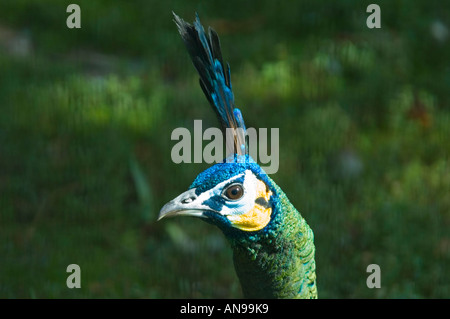 Chiudere orizzontale dei fantastici colori sulla testa di un maschio Peafowl verde [Pavo muticus] iridato al sole Foto Stock