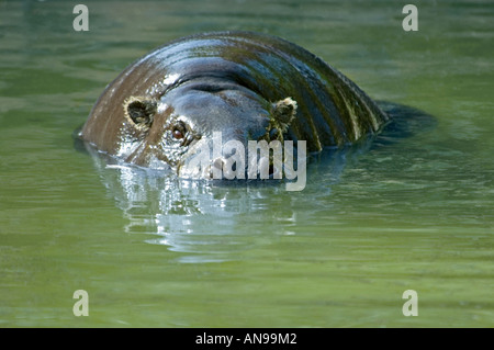 Chiudere orizzontale di un semi sommersa di Ippopotamo pigmeo [Choeropsis liberiensis] nuoto nella piscina sporca acqua verde. Foto Stock