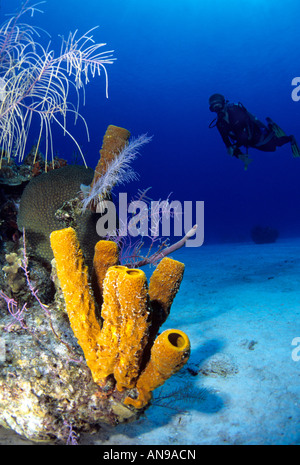 Subacqueo e tubo giallo spugna dei Caraibi Foto Stock