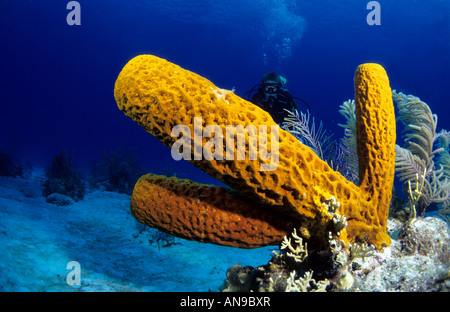 Subacqueo e tubo giallo spugna dei Caraibi Foto Stock