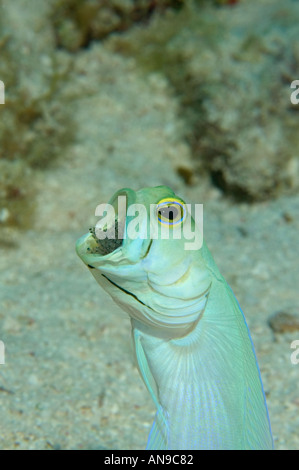 Jawfish Yellowhead con uovo messa in Cayman Brac Isole Cayman Foto Stock