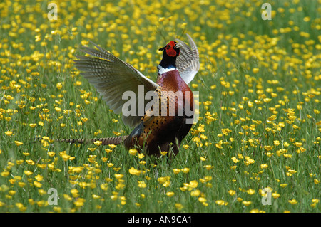 Il fagiano comune visualizzazione Oxfordshire UK Foto Stock