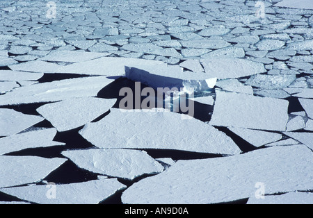 Ice berg e rotto il ghiaccio del mare in estate a Baia Terra Nova il Mare di Ross Antartide Foto Stock