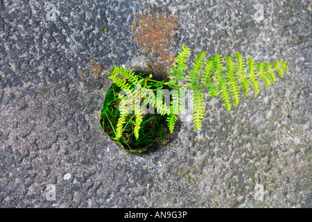 Bracken Felce Pteridium aquilinum crescente attraverso il foro circolare in una fresatura di granito pietra, Peak District Derbyshire England Regno Unito Foto Stock