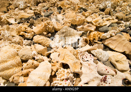 Coralli fossili pietrificati EGITTO MAR ROSSO Marsa Alam Marsa nakari costa paesaggio deserto coralli gusci essiccati a secco sulla spiaggia raccolta Foto Stock