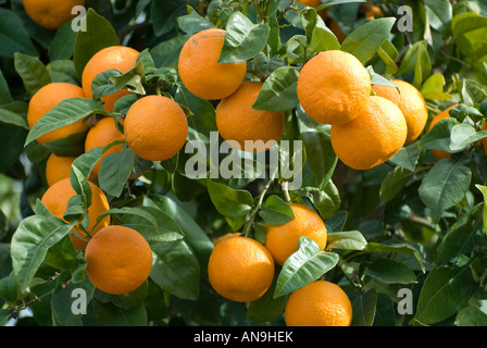 Arance organico cresce sugli alberi, lorca, Spagna Foto Stock