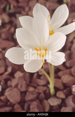 Crocus pulchellus albus. Close up aperto bianca fioritura autunnale crocus con centro di colore giallo che cresce in ghiaia. Foto Stock