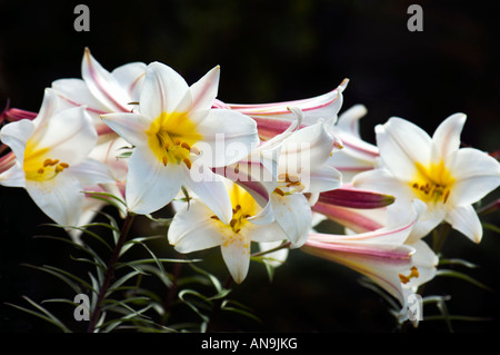 Il Lilium REGALE LILIACEAE giglio regale tromba lily white spot spotted lila rosso verde a fioritura primaverile nero scuro dello sfondo Foto Stock