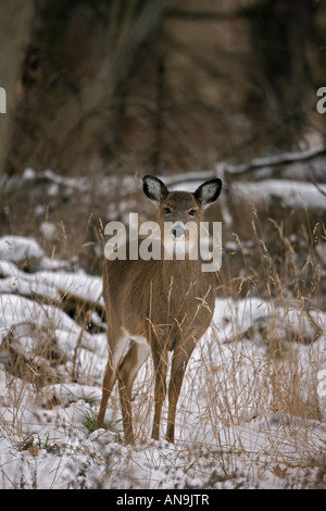 White-Tailed Deer (Odocoileus virginianus0 New York Doe - in piedi nella neve Foto Stock