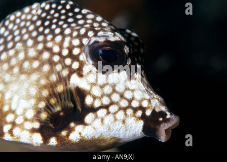 Smooth trunkfish dei Caraibi Foto Stock