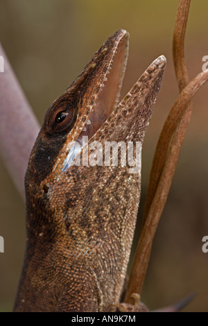 Verde Anolis Anole Close-up carolinensis Louisiana USA Foto Stock