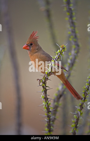 Il Cardinale nord Cardinalis cardinalis Arizona Deserto Sonoran femmina appollaiata su ocotillo Foto Stock