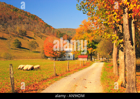 Pecore e Chiesa, Highland County, Shenandoah Valley, Virginia, Stati Uniti d'America Foto Stock