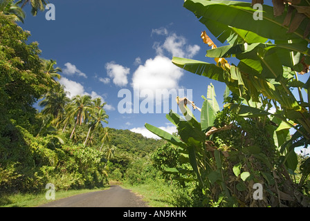 SAMOA UPOLU NE nord-est a nord-est del nord est vicino Apia per Uafato e fajaila Bay la foresta pluviale di alberi di noce di cocco palmi harvest harve Foto Stock