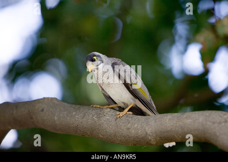 Noisy Mynah bird Royal Botanical Gardens Australia Foto Stock