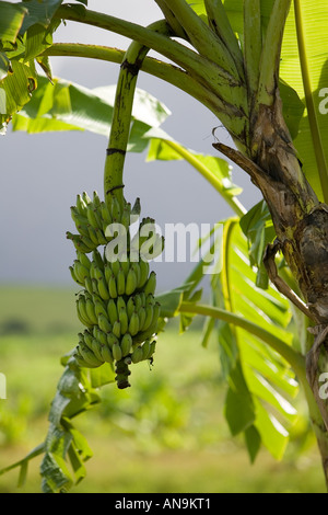 Banana Tree Queensland Australia Foto Stock