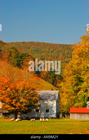 Pecore e Chiesa, Highland County, Shenandoah Valley, Virginia, Stati Uniti d'America Foto Stock