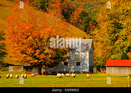 Pecore e Chiesa, Highland County, Shenandoah Valley, Virginia, Stati Uniti d'America Foto Stock