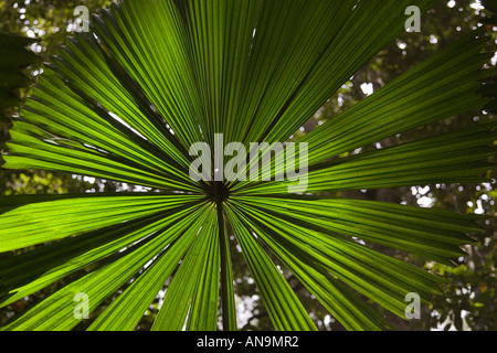 Fan di palma nella foresta pluviale di Daintree North Queensland Australia Foto Stock