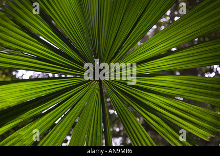 Fan di palma nella foresta pluviale di Daintree Queensland del Nord Australia Foto Stock