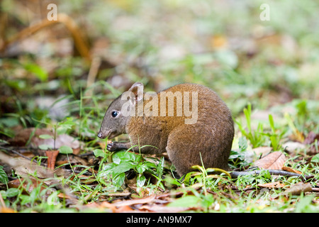 Muschiato Ratto canguro mangia il dado sul suolo della foresta della foresta pluviale di Daintree Queensland Australia Foto Stock