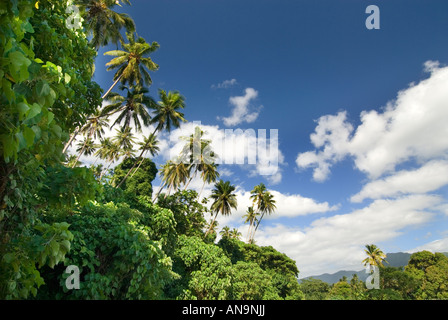 SAMOA UPOLU NE nord-est a nord-est del nord est vicino Apia per Uafato e fajaila Bay la foresta pluviale di alberi di noce di cocco palmi harvest harve Foto Stock