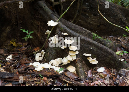 Legno funghi che crescono su di un contrafforte nella root della foresta pluviale di Daintree Queensland Australia Foto Stock