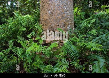 Fishbone felci cresce a base di Kauri Pino Barron Gorge National Park Queensland Australia Foto Stock