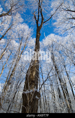 Brina formata sulla vegetazione Foto Stock