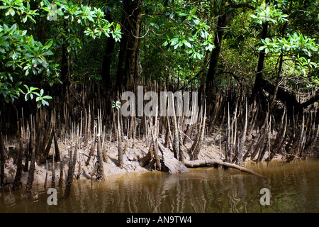 Germogli di mangrovie crescono nei fondali del Fiume Mossman Daintree Australia Foto Stock