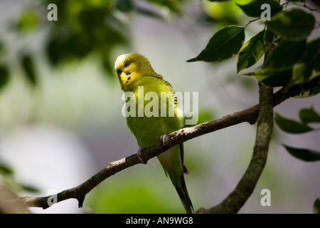 Budgerigar appollaiato sul ramo Queensland Australia Foto Stock