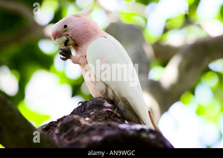 Grandi Mitchell Cockatoo appollaiato sul ramo Queensland Australia Foto Stock