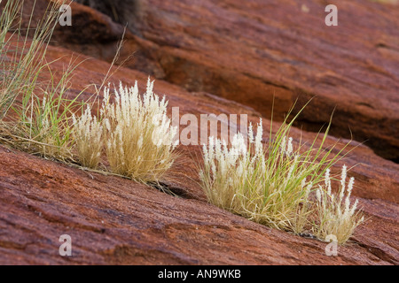 Erba che cresce in crepe di Ayers Rock Uluru rosso centro Australia Foto Stock