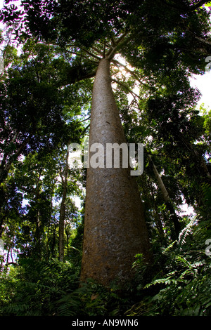 Kauri Pino Barron Gorge National Park Queensland Australia Foto Stock