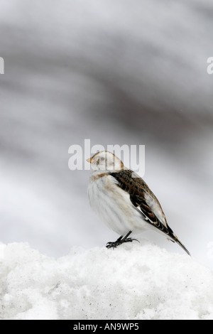 Zigolo delle nevi Foto Stock